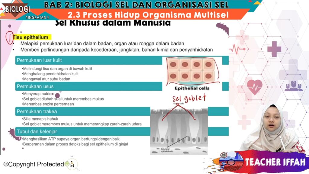 Multisel organisma